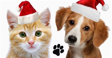 Cats And Dogs Love Christmas Tripedriver Funny Videos Amazing Places