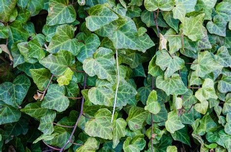 Growing Ivy Thriftyfun