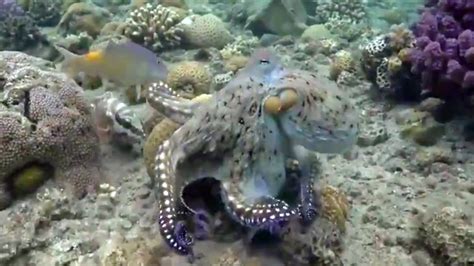 Octopuses Punch Fish Out Of Spite New Research Suggests Inside Edition