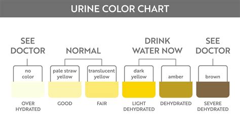 Urine Color Chart Pee Hydration And Dehydration Test Strip Vector Design For Medical Education