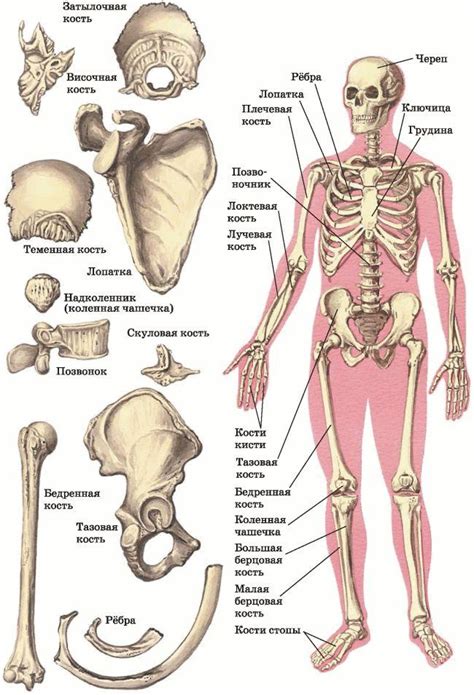 Строение и топографическое расположение скелета человека - прочее, уроки
