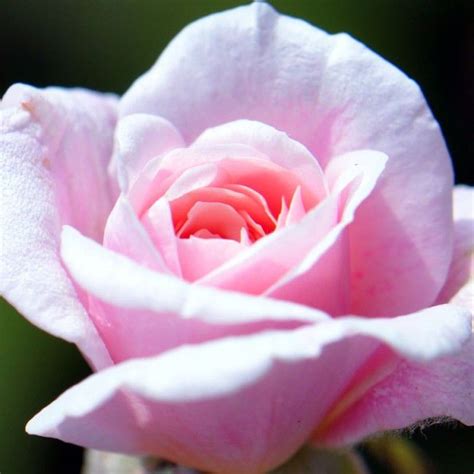 Everblooming Cl Cécile Brünner Heirloom Roses Rose Rose Care