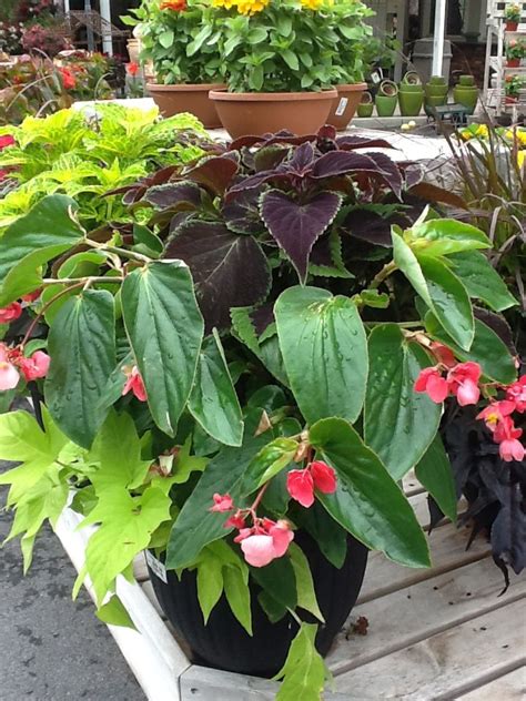 Coleus And Begonias For Shade In 2023 Plants By Season Plants