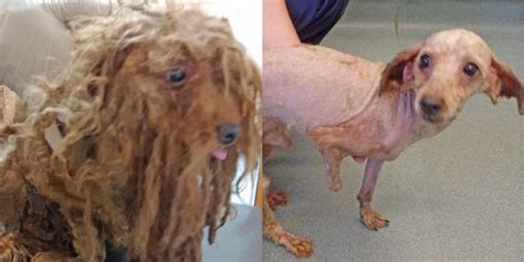 The ears are kept long, as is the head. A poodle was found abandoned with matted fur and a missing ...