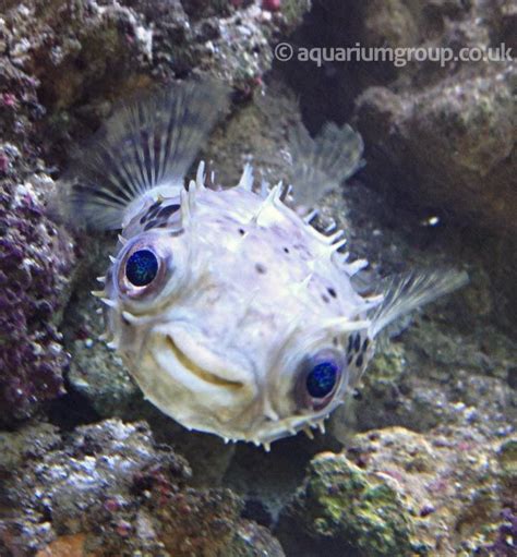 What A Happy Looking Puffer Fish Fish Beautiful Sea Creatures Cute