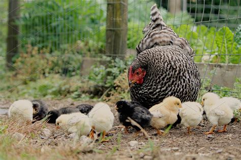 Hen And Her Chicks High Quality Animal Stock Photos ~ Creative Market