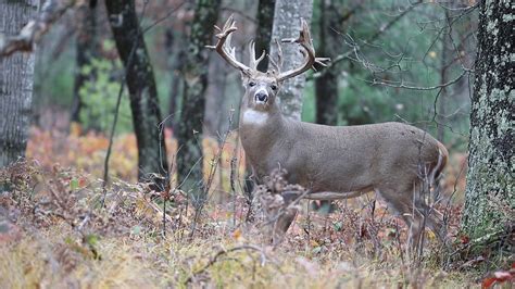 Experience Apple Creek Whitetails 1 Trophy Guided Whitetail Buck