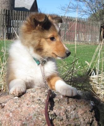 Breeding two merle shelties has serious repercussions. Sheltie Puppies for Sale in Wisconsin, Shakerag Shelties ...