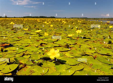 Fringed Water Lily Cover The Water Surface In Crna Mlaka Stock Photo