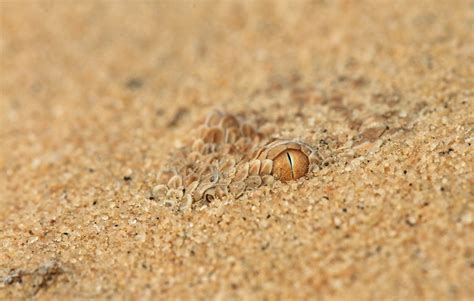 Dwarf Sahara Sand Viper Cerastes Vipera עכן קטן Taken Au Flickr
