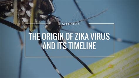 The Zika Virus Timeline