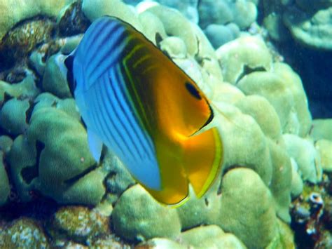 Threadfin Butterfly Fish Photos Diagrams And Topos Summitpost