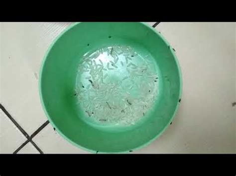 Yesus datang tidak membatalkan kitab taurat dan kitab para nabi, melainkan menggenapinya. Alamak! Ulat Dalam Beras Pulak!