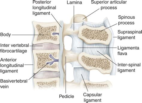 Spinal Cord Ligaments