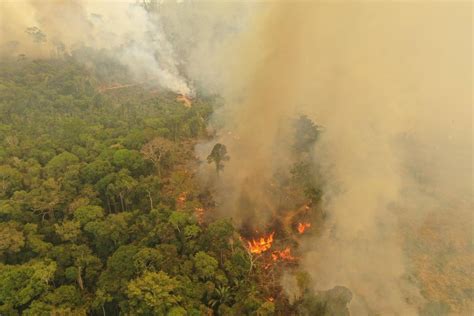 Wwf Alerta Que Incendios Forestales En Sudamérica Y El Mundo Aumentarán
