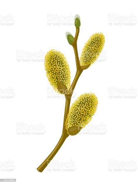 Salix Caprea Stock Illustration Download Image Now Beauty Blossom