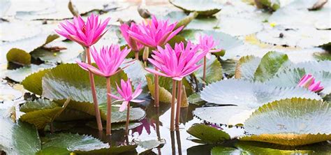 The global community for designers and creative professionals. Lotus Care in the Koi Pond | Tropical Fish Hobbyist Magazine