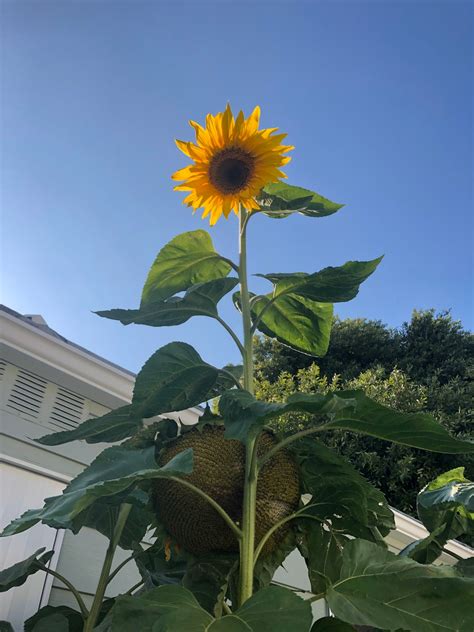 American Giant Sunflower Planting Seeds Etsy