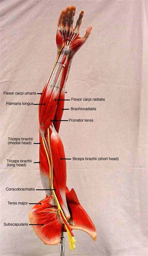 This muscle diagram is interactive: somso arm muscle model labeled | BIOL 160: Human Anatomy ...