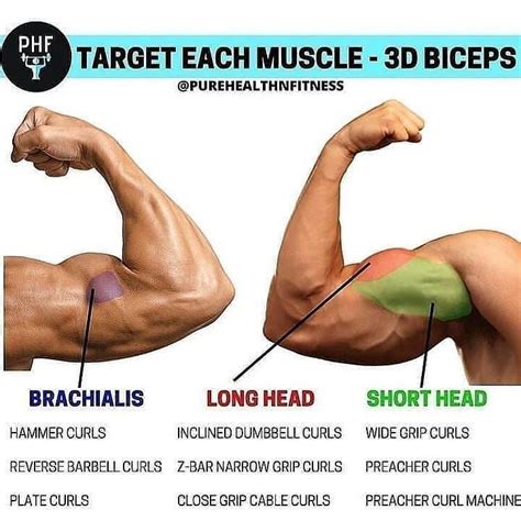 Heres The Best Route To Bigger Biceps With This Superset Workout