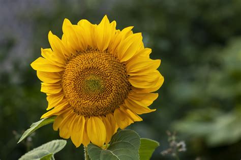 Flower Sunflower Yellow Free Photo On Pixabay Pixabay