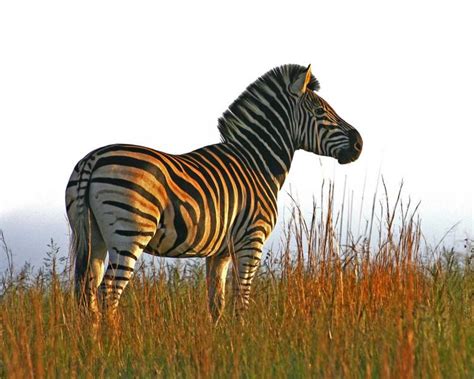 Botswana Government On Twitter Zebras Got Their Stripes In Zim Final