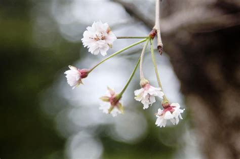 Japan Sakura Cherry Blossoms In Autumn Japan Forward