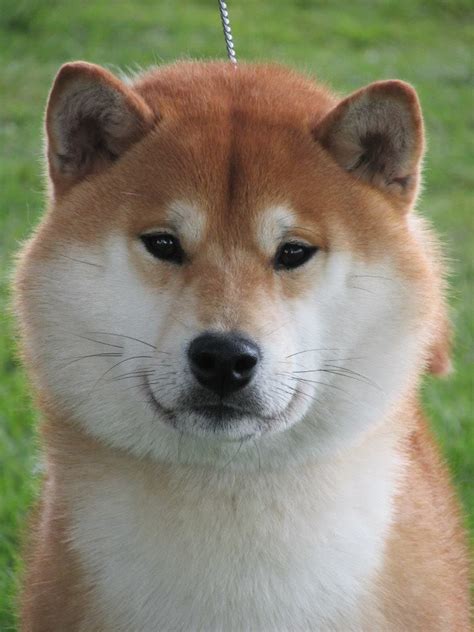 Read about the shiba inu price and how much a shiba inu is to buy. japanese shiba inu red male | Huddersfield, West Yorkshire ...