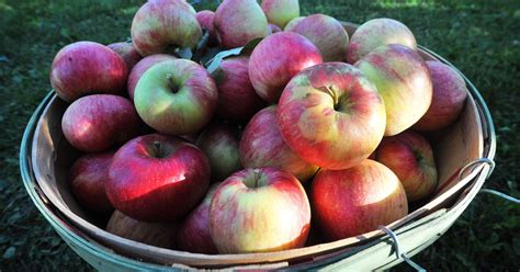 Orchards offer wide variety of apples