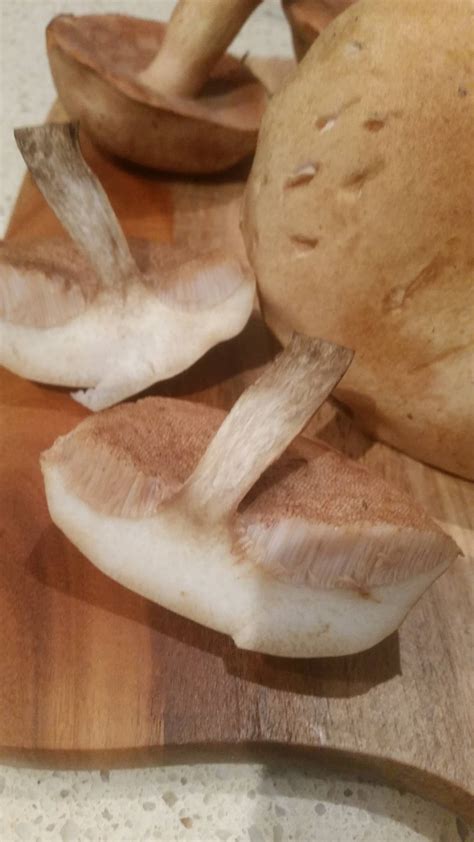 Are These Boletus Edible Mushroom Hunting And