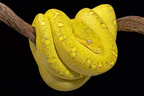 Green Tree Python Owners Guide Best Practices For Keepers