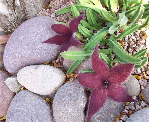 Stapelia Grandiflora • Starfish Flower Succulentscactus Burgundy