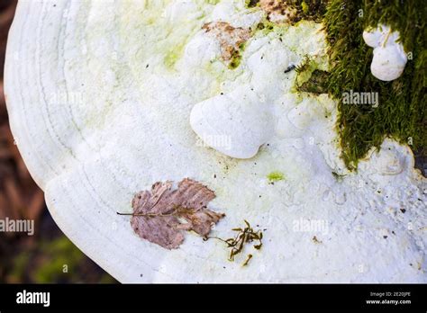 Big White Mushroom On The Tree Edible Fungus Stock Photo Alamy