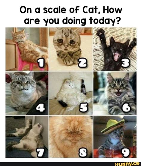 On A Scale Of Cat How Are You Doing Today Ifunny How Are You