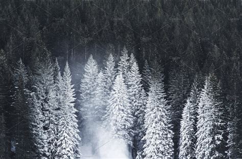 Dark Forest With Snowy Pine Trees ~ Nature Photos
