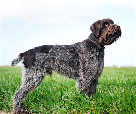 Breed Of The Week The Wirehaired Pointing Griffon Bird Dogs And Bird