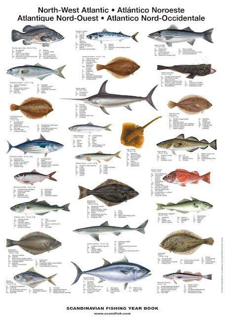 La Tene Maps Mediterranean Sea Fish Sea Fish Fish Chart Marine Fish