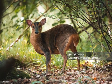 The Female Muntjac Deer Deep In The Bush Trying To Remain