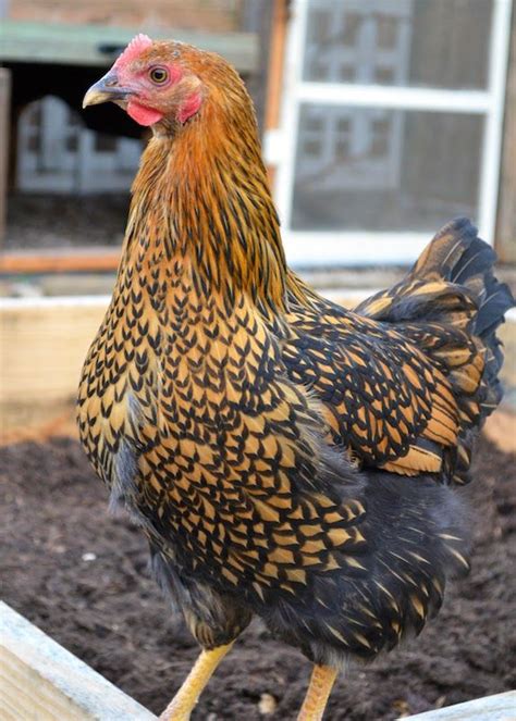 Check spelling or type a new query. La Maison Boheme: Bye Bye Mr. Rooster | Chickens backyard ...