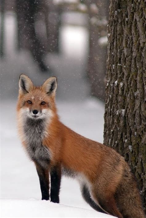 Kızıl Tilki Animals Beautiful Fox Red Fox