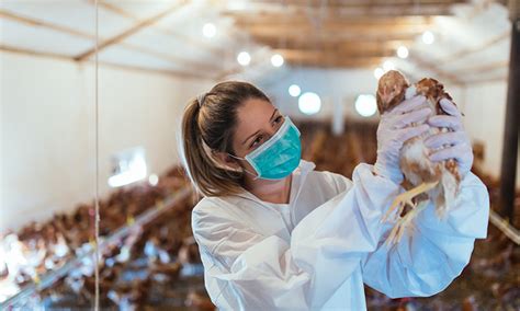 97% of all imported pet food comes from the united states. Agri Veterinary Jobs - Animal Agriculture Vet Careers ...