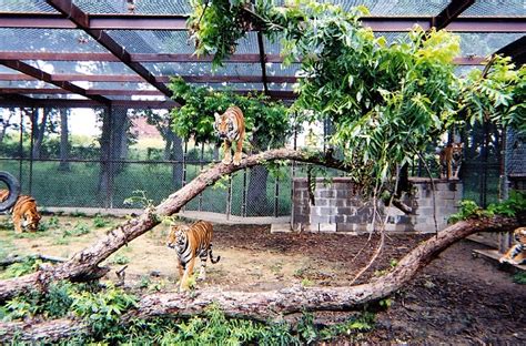 Big cats need a lot of space, and usually custom built cages—even smaller species like bobcats. Former vet Vicky Keahey invites 27 unwanted big cats into ...