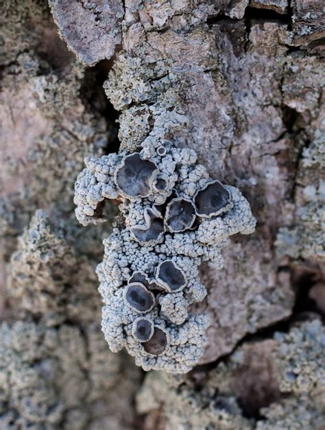 Lichen Lichen Moss Mushroom Fungi Sea Moss Microorganisms Mental