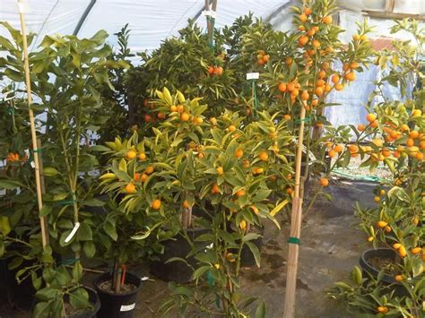 Urban tree farm nursery provides countless varieties of shrubs, grasses, vines, fruit and ornamental trees to consumers and landscapers alike. Dwarf Fruit Tree Nursery ~ TheNurseries