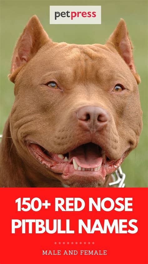 150 Best Red Nose Pitbull Names Unique Smart And Cool Names Ideas