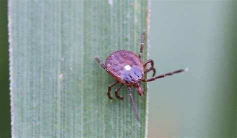 Ask The Doctors Lone Star Tick Bites Can Cause Red Meat Allergy