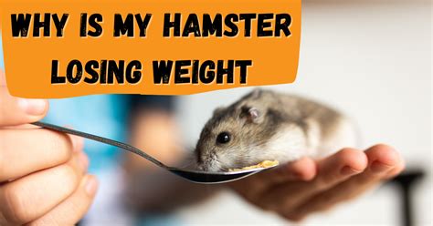 Why Is My Hamster Losing Weight No 6 Is Important