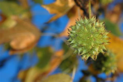 Preventing a Sweetgum Tree From Making Balls | ThriftyFun