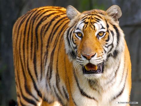 South China Tiger Fun Animals Wiki Videos Pictures Stories