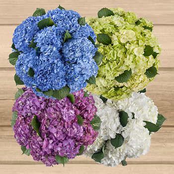 Gift messaging available during the checkout process. Assorted Hydrangeas - 36 Stems